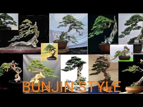 60 Inspirasi Bonsai Gaya Literati Bunjin Part 3 YouTube