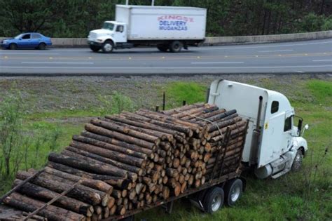 Suman Mil Hect Reas De Bosques Afectados Por Plaga Del Gorgojo