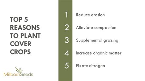 Top 5 Reasons to Plant Cover Crops - Renovo Seed