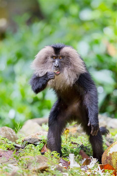 Lion Tailed Macaque Acrobats Of The Upper Canopy Roundglass Sustain