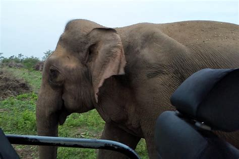 All Inclusive Udawalawe National Park Safari Day Tour From Colombo