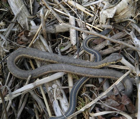 Eastern Garter 4 Neil Demaster Flickr