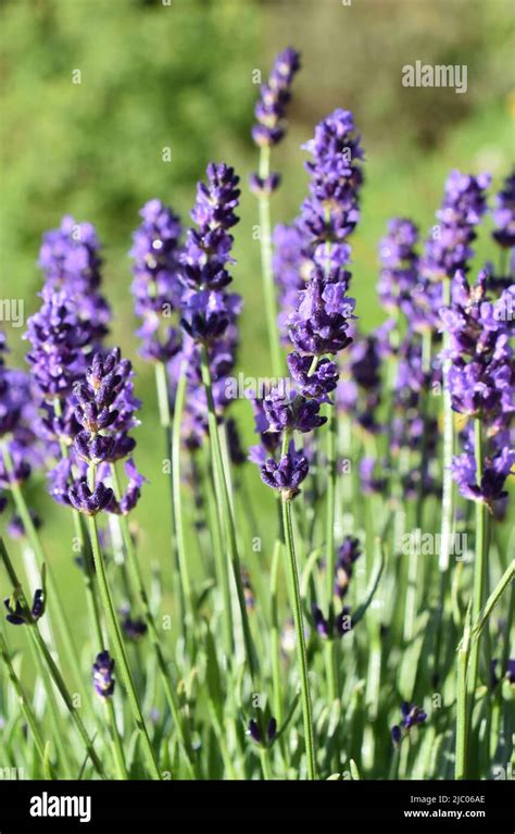 Common Lavender Lavandula Angustifolia Hi Res Stock Photography And