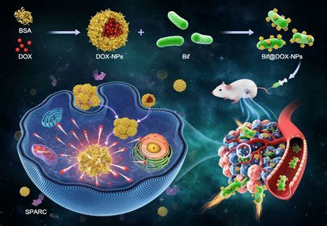 Schematic Diagram On The Synthesis Of Bacterial Nanohybrids And Their