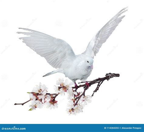 Flying White Dove With Blossoming Cherry Tree Branch Stock Image