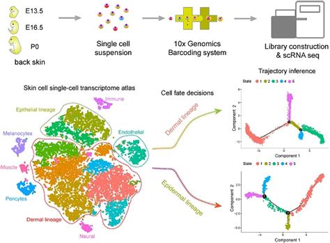 Single Cell Transcriptome Profiling Reveals Dermal And Epithelial Cell