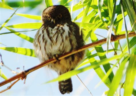 Foto Cabur Glaucidium Brasilianum Por Rafael Guillen Wiki Aves A