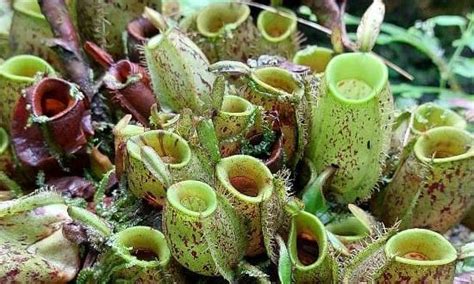 Nepenthes Ampullaria Kantung Semar Yang Tidak Benar Benar Karnivor