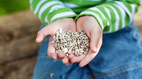 Canadian Ingredient Spotlight: Sunflower Seeds & Pumpkin Seeds ...