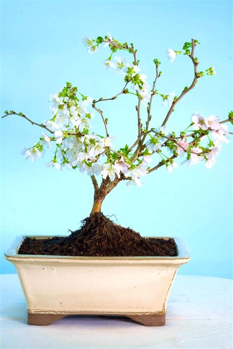 Fuji Cherry Bonsai Ubicaciondepersonas Cdmx Gob Mx