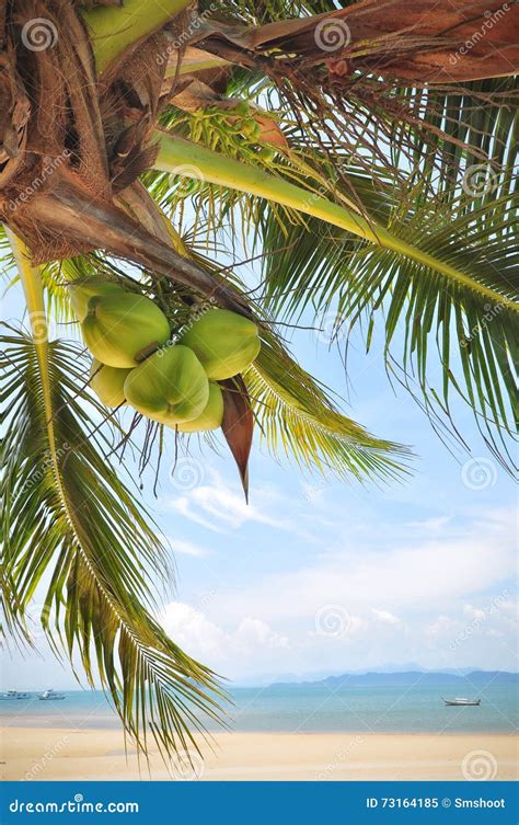 Las Palmeras Del Coco Con Los Cocos Dan Fruto En Fondo Tropical De La