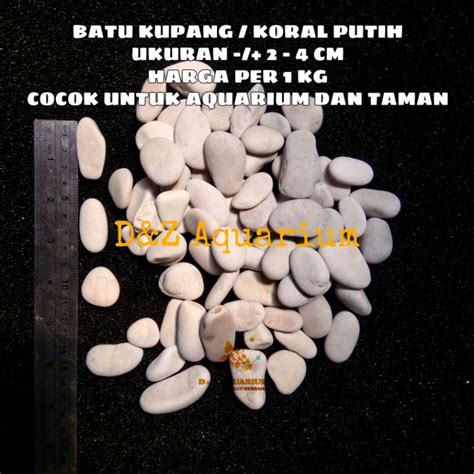 Jual Kupang Putih Batu Alam Aquarium Koral Pipih Aksesoris Akuarium 1kg