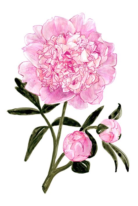 Illustration Artistiques Light Pink Watercolor Peony Europosters