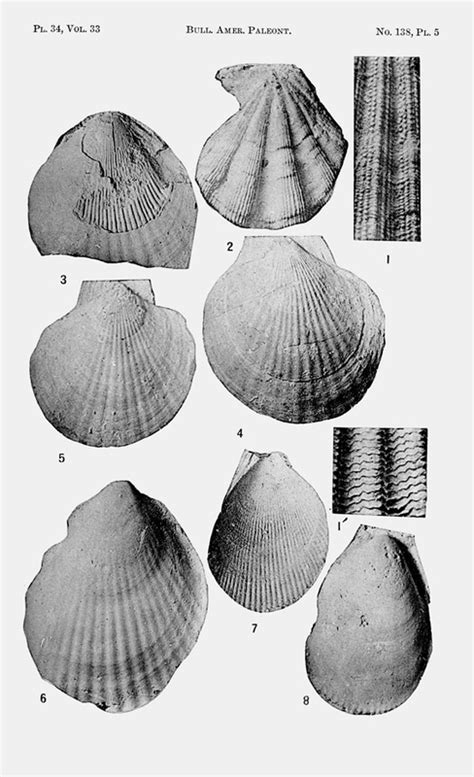 Ocalanum