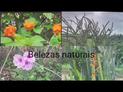 Estrada Cheia De Cactos Vlog Cactos Flores YouTube