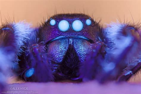 A Jumping Spiders Beautiful Fluorescing Eyes D Types Of Spiders