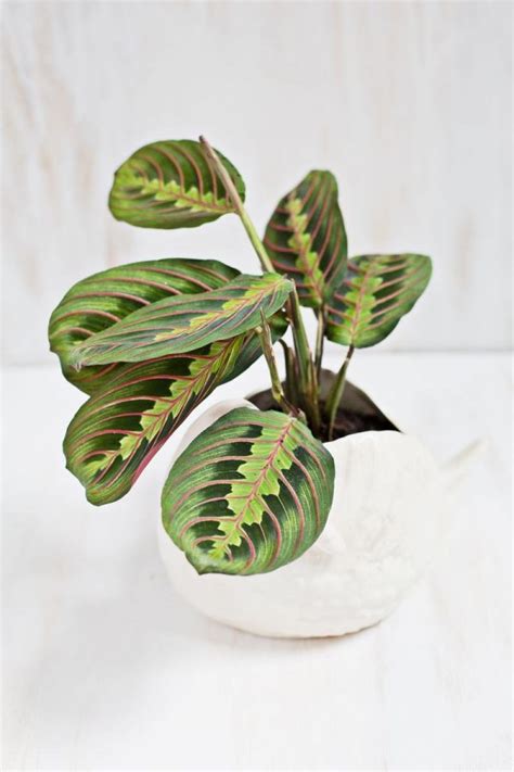 32 Beautiful Indoor House Plants That Are Also Easy To Maintain