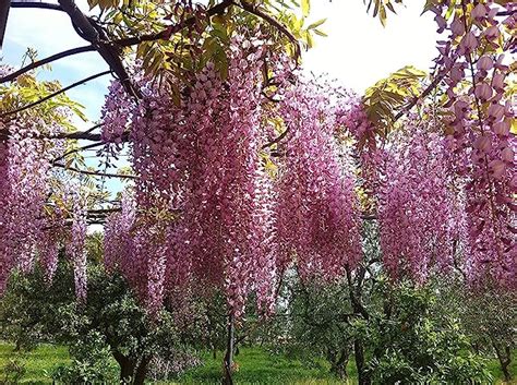 Tropica Bonsai Blauregen Wisteria Chinensis Samen Amazon De