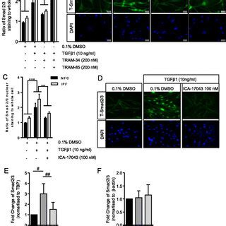 Tgf Dependent Smad Nuclear Translocation Is Ca Dependent A