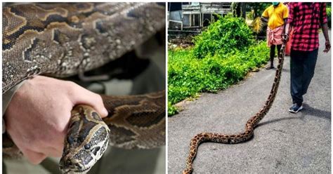 മീന്‍ പിടിക്കാന്‍വച്ച കൂട്ടില്‍ കയറിയത് ഭീകരന്‍ ഭയന്ന് നാട്ടുകാര്