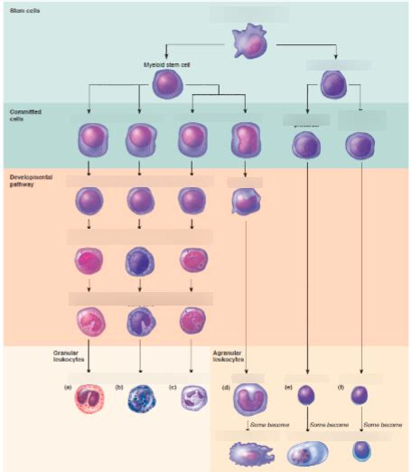 Immunology Quiz 1 WBC leukopoiesis Diagram Diagram | Quizlet