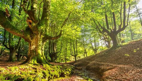 The Most Beautiful Forests In The World The Discoverer