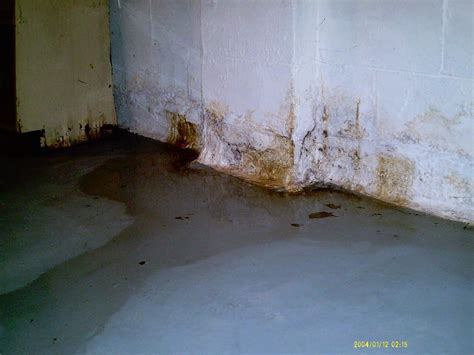 Basement Mold Removal | Safe Mold Solutions : Chapter 2