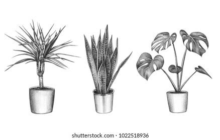 Pencil Drawing House Plants Stock Illustration 1022518936 | Shutterstock