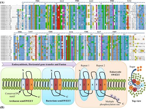 Multiple Sequence Alignment And TM Domain Structure A Multiple