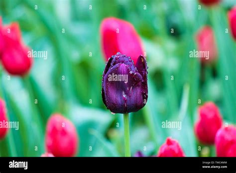 Black tulip detail. The tulip was affected by flower disease. Fungi ...