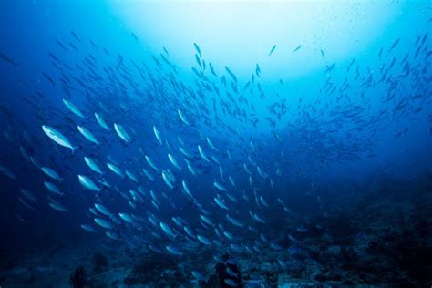 Full utilisation of the catch of pelagic fish: Opportunities and challenges