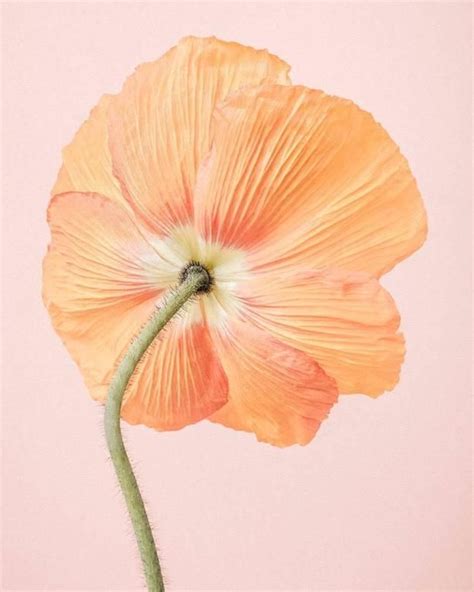 Paul Coghlin Orange Icelandic Poppy I In 2024 Poppy Flower Art