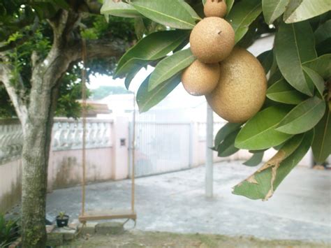How To Diy A Simple Tree Swing 5 Steps With Pictures Instructables