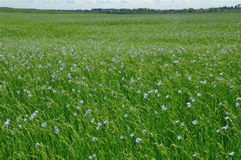 Flowering Flax Field Stock Photo Image Of Evolution 142850606