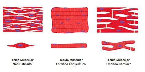 Tecido Muscular Estriado Esquel Tico Mundo Educa O