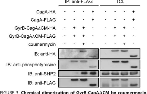 Figure From Potentiation Of Helicobacter Pylori Caga Protein