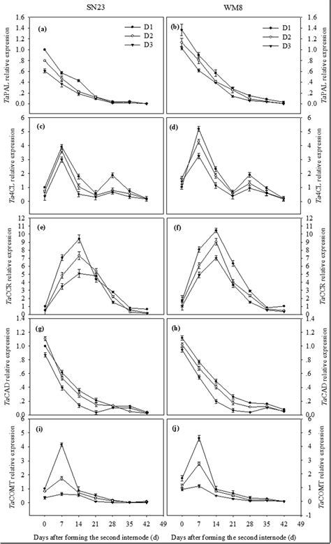 The Expression Profile Of Lignin Biosynthetic Genes Analysed By