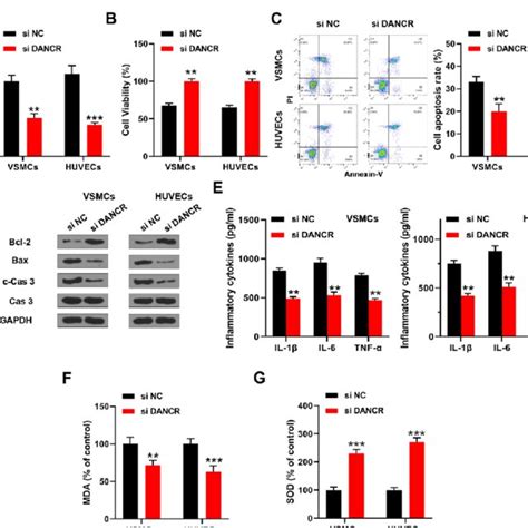 Dancr Downregulation Ameliorated Ox Ldl Induced Endothelial Injury In