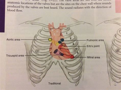 Cardiac Flashcards Quizlet