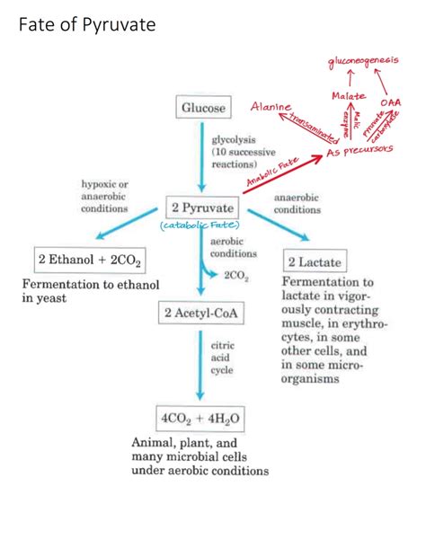 Fate Of Pyruvate