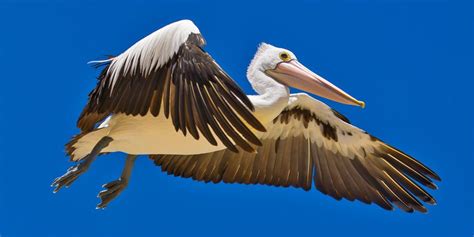 Amazing Facts About Pelicans Hummingbirds Plus