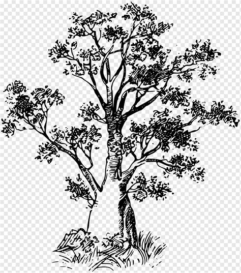 Rbol De Baobab Hoja Rama Monocromo Png Pngwing