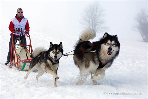 Sled Dog Race Alaskan Malamutes My First Prize Best Smil Flickr