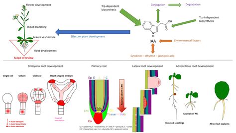 Auxin Biosynthesis Pathway