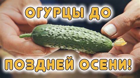 Огурцы до поздней осени. Супер Гибриды - YouTube