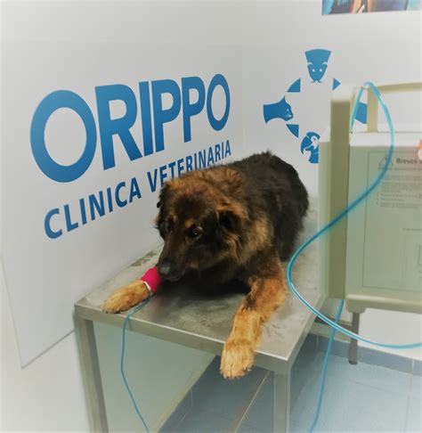 Puede Un Quiste En Un Perro Ser Canceroso