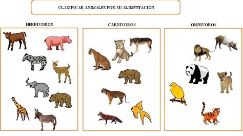 Animales Animales Clasificación