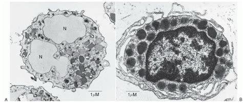 Mast Cells and Basophils: Ontogeny, Characteristics, and Functional ...