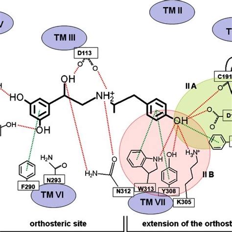 The Structures Of Fenoterol Stereoisomers Compound 1 And The