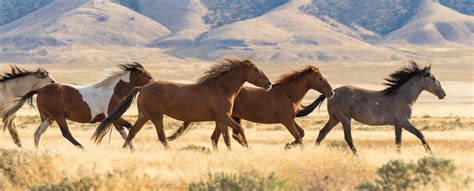 Do You Know? Where in the World Was the Horse First Domesticated?